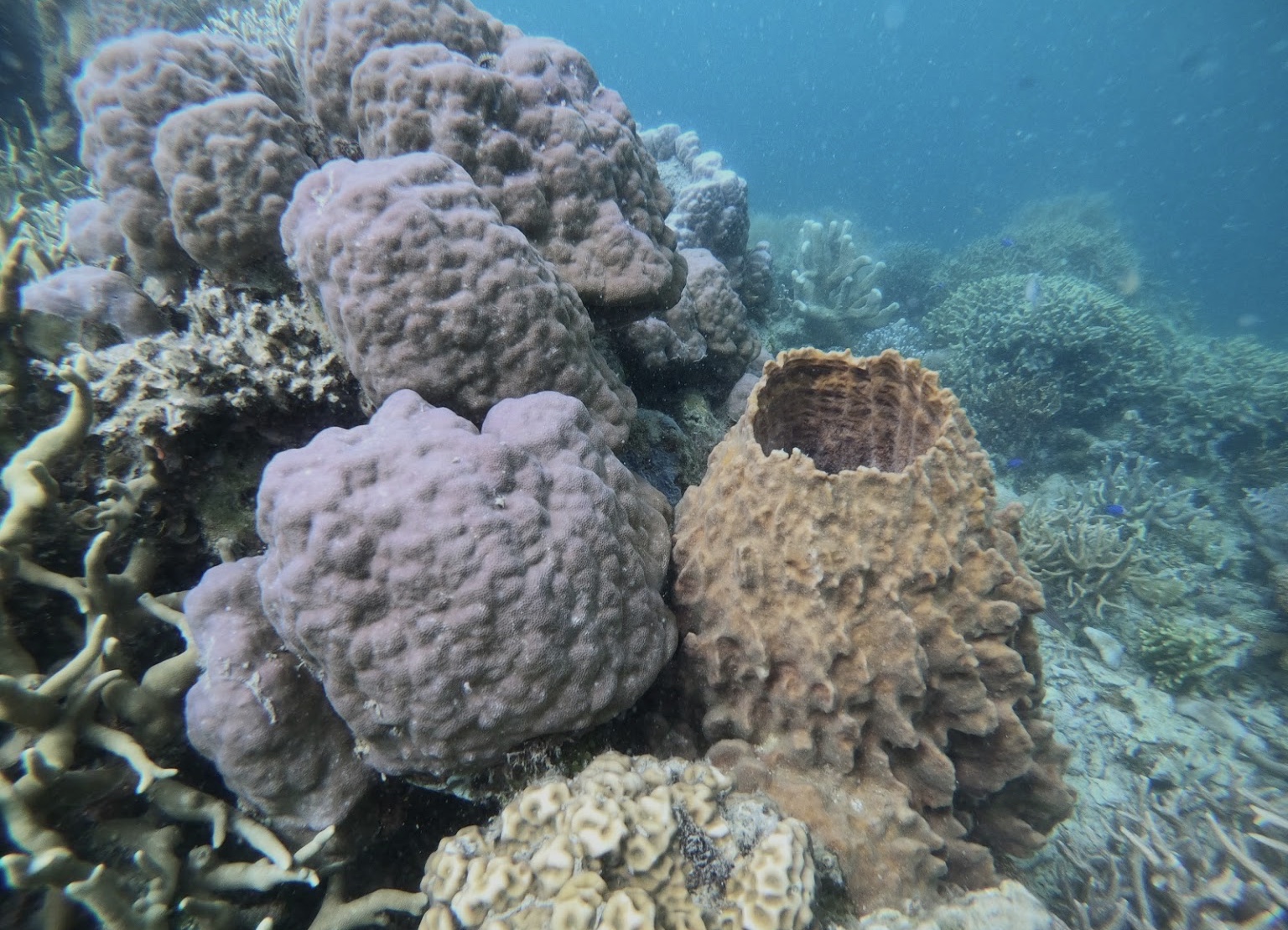 Philippine Coral Reefs Under Threat - Philippine Morning Post