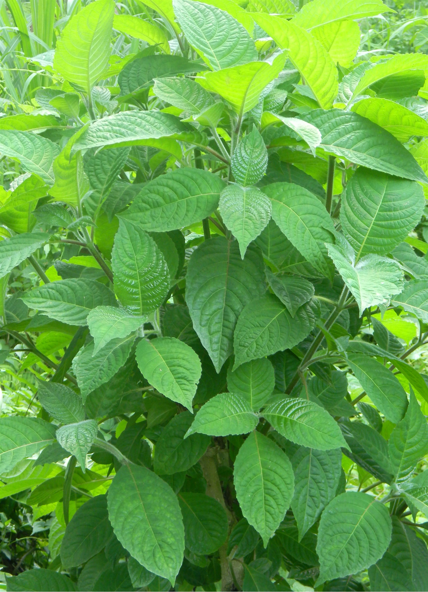 madre cacao leaves