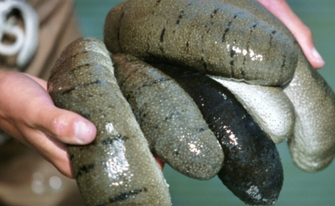 Restoring Sea Cucumber Production Into Its Former Glory - Philippine