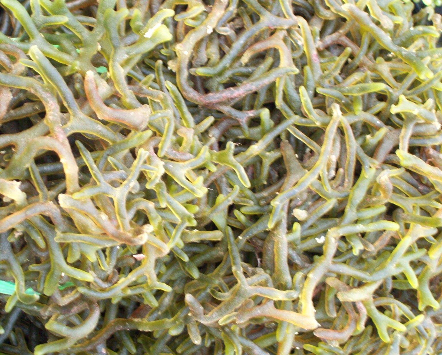 guso seaweed philippines