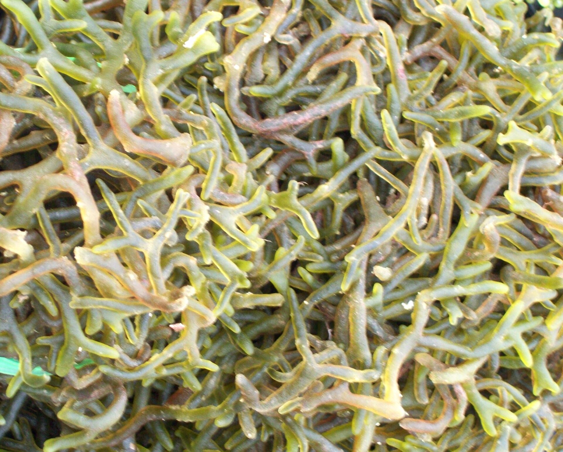 guso seaweed