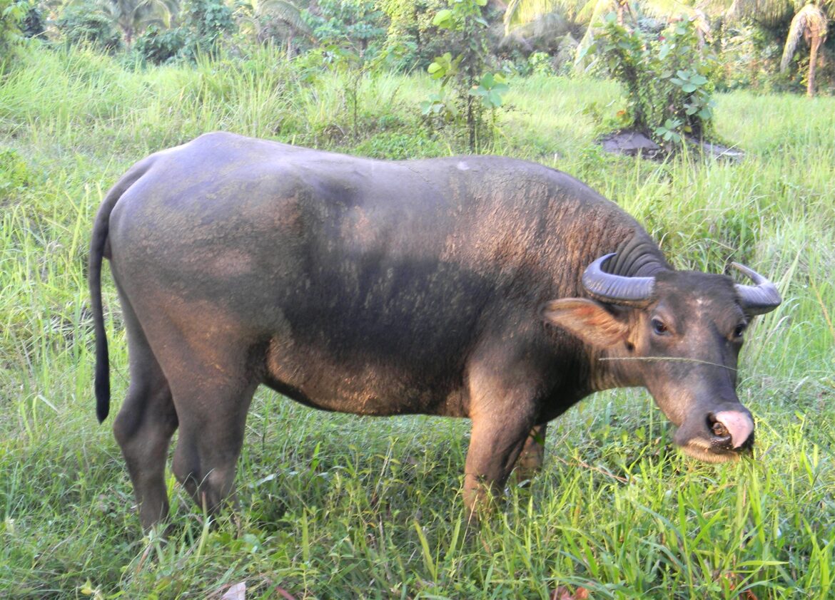 Saving The Beast Of Burden Philippine Morning Post