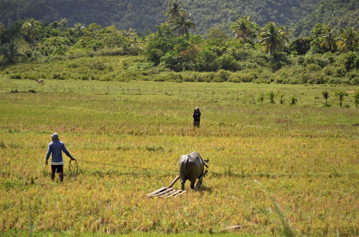 venture-into-farming-when-you-retire-philippine-morning-post