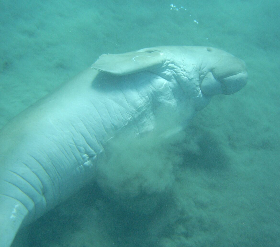 dugong soft toy