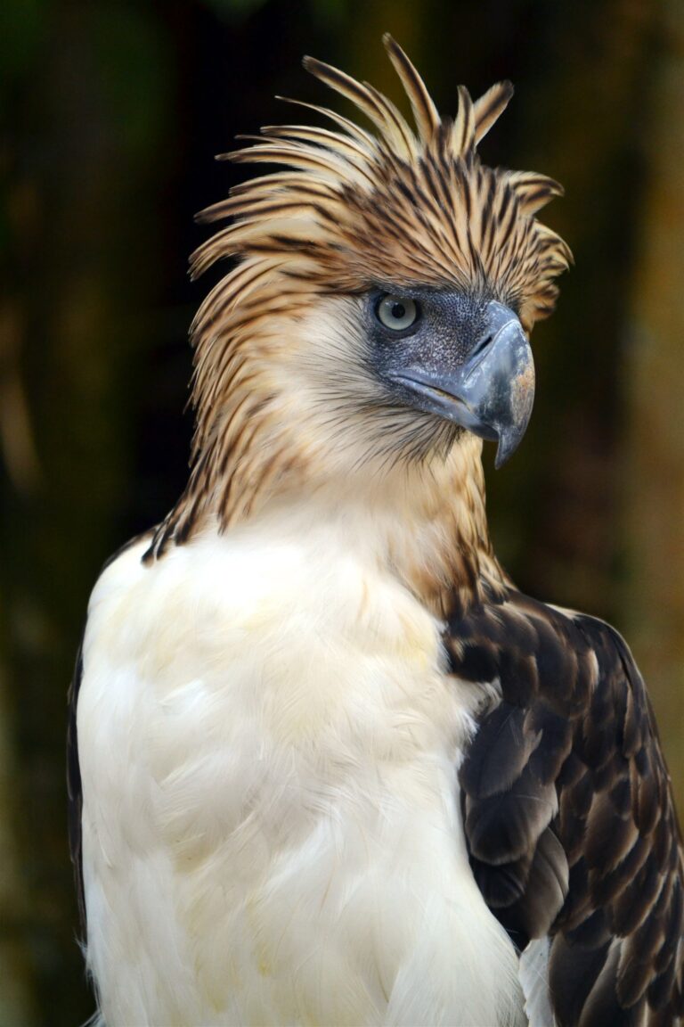 June 4-10: Celebrating Philippine Eagle Week - Philippine Morning Post