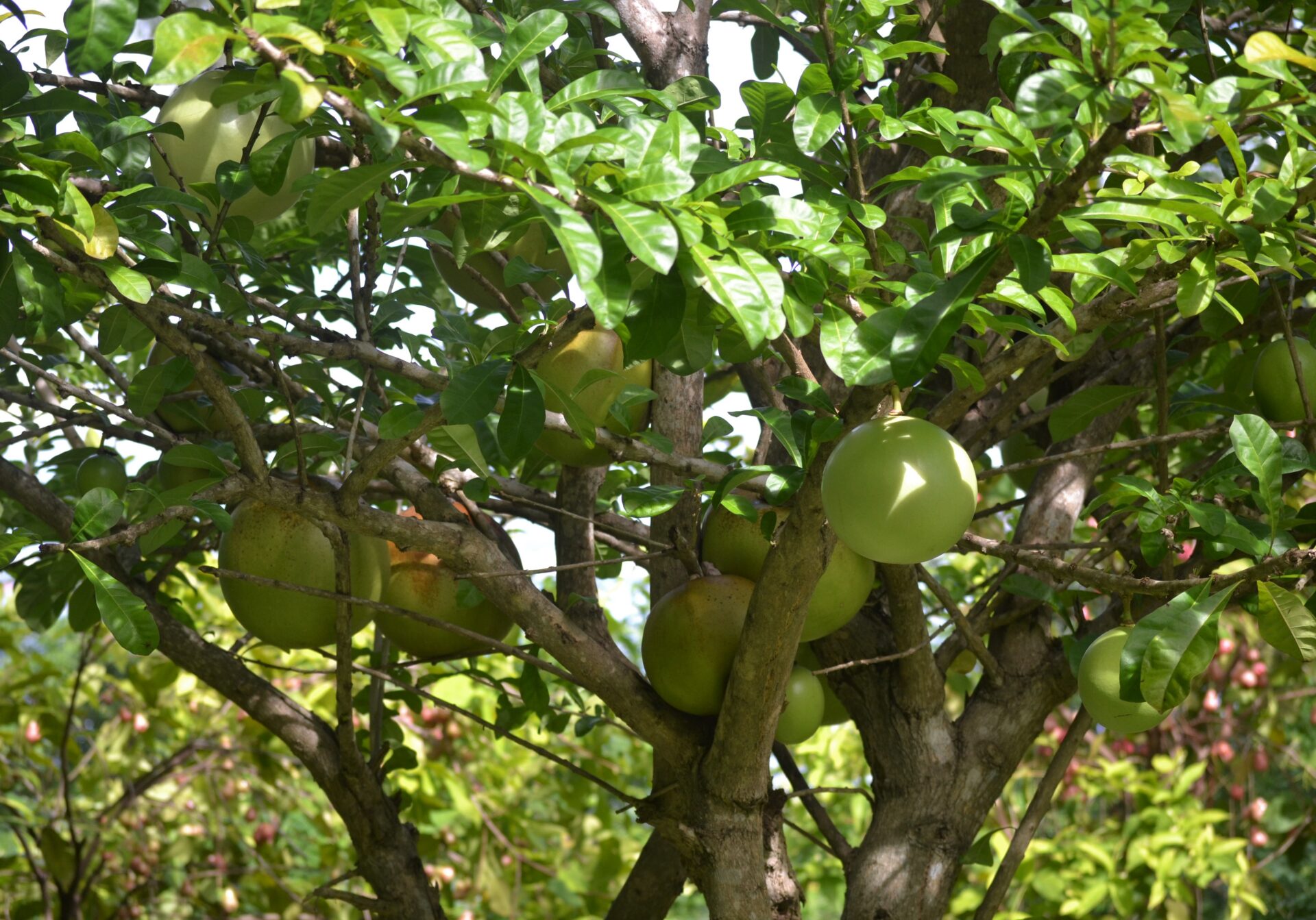 The healing wonders of calabash - Philippine Morning Post