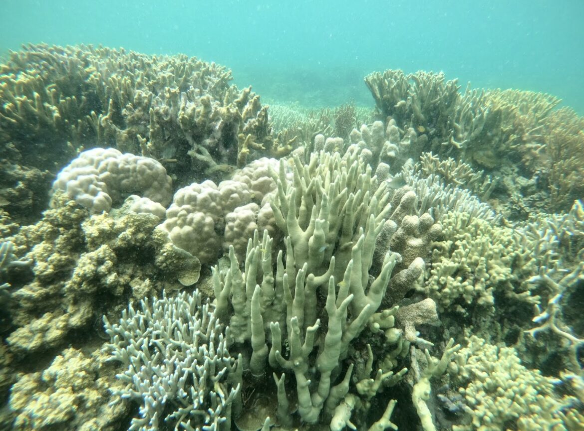 Coral reefs on the brink - Philippine Morning Post