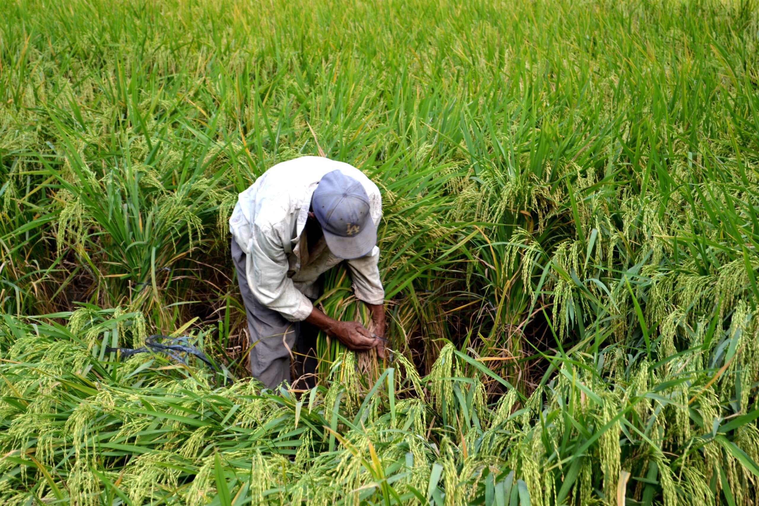 Biotechnology in the Philippines has come of age - Philippine Morning Post