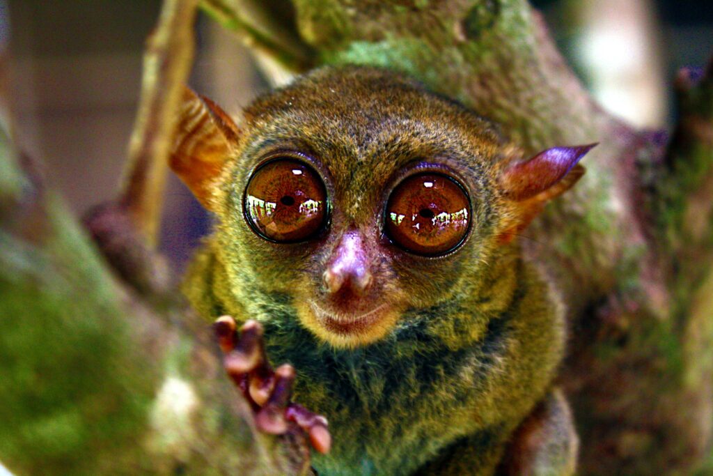 saving-endangered-philippine-tarsier-from-extinction-philippine