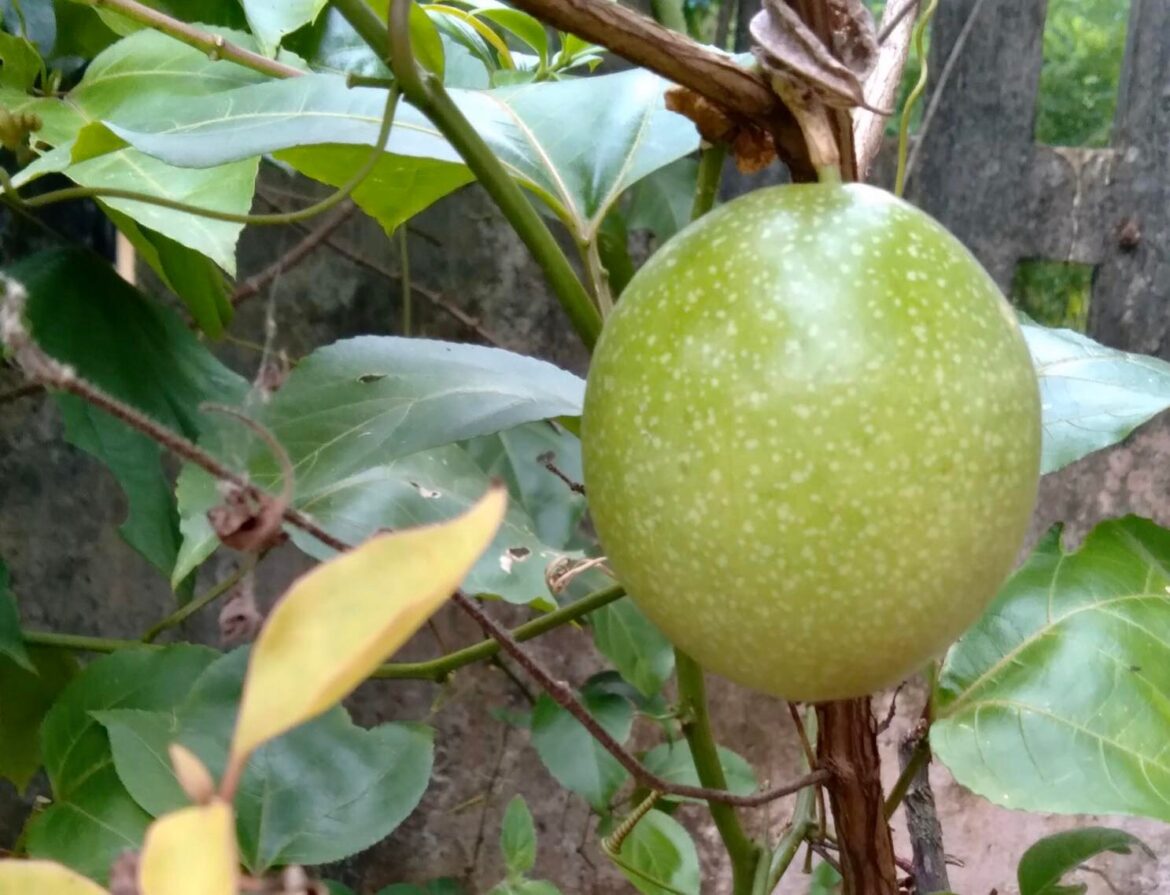 passionate-about-passion-fruit-philippine-morning-post