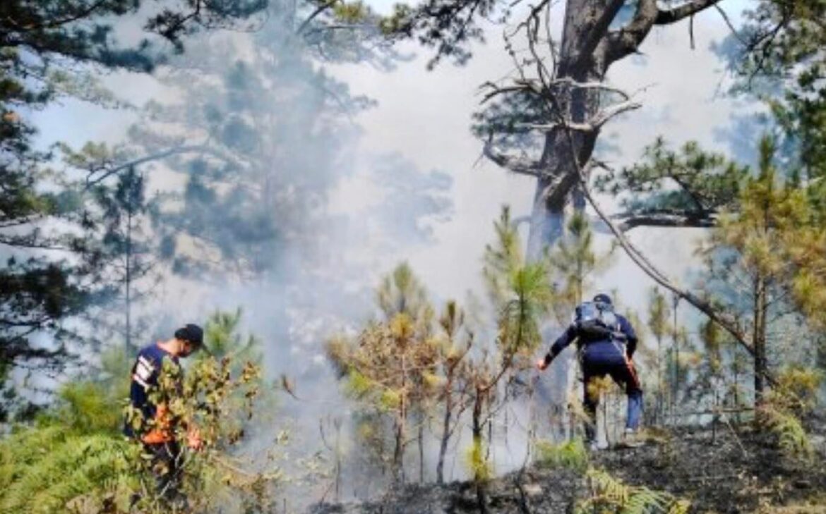 Preventing forest fires - Philippine Morning Post