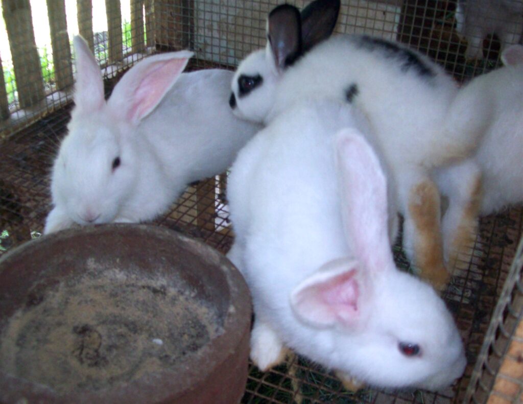 Why Filipinos should raise rabbits - Philippine Morning Post