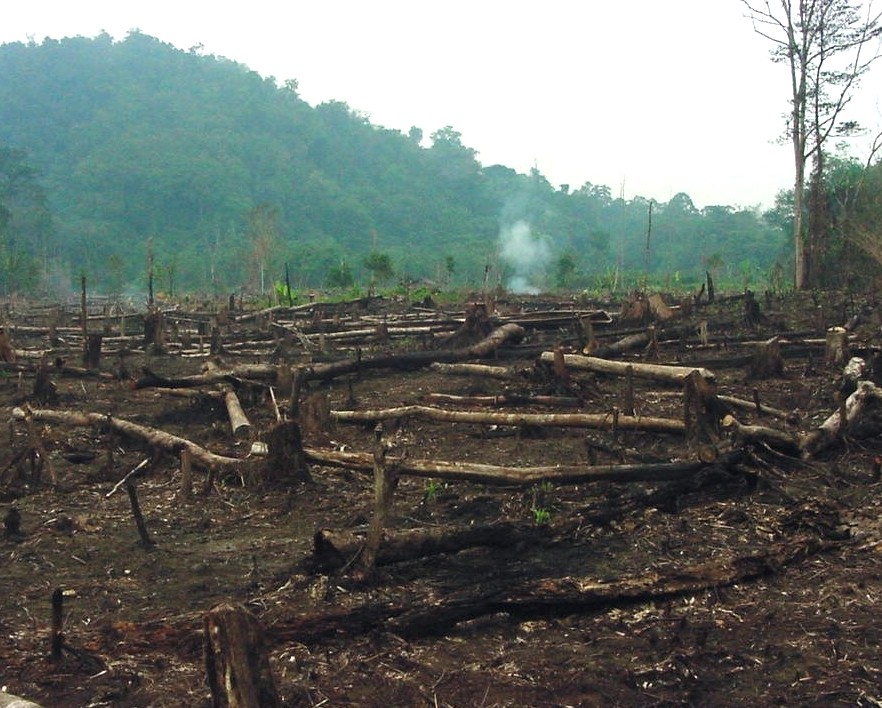 Deforested forest area in the Philippines showing cleared land after trees were cut down