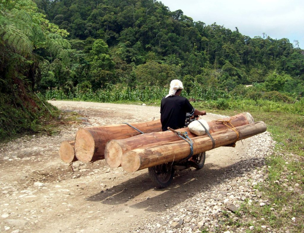 Motorcycle logging transporting freshly cut logs through a forest road in the Philippines