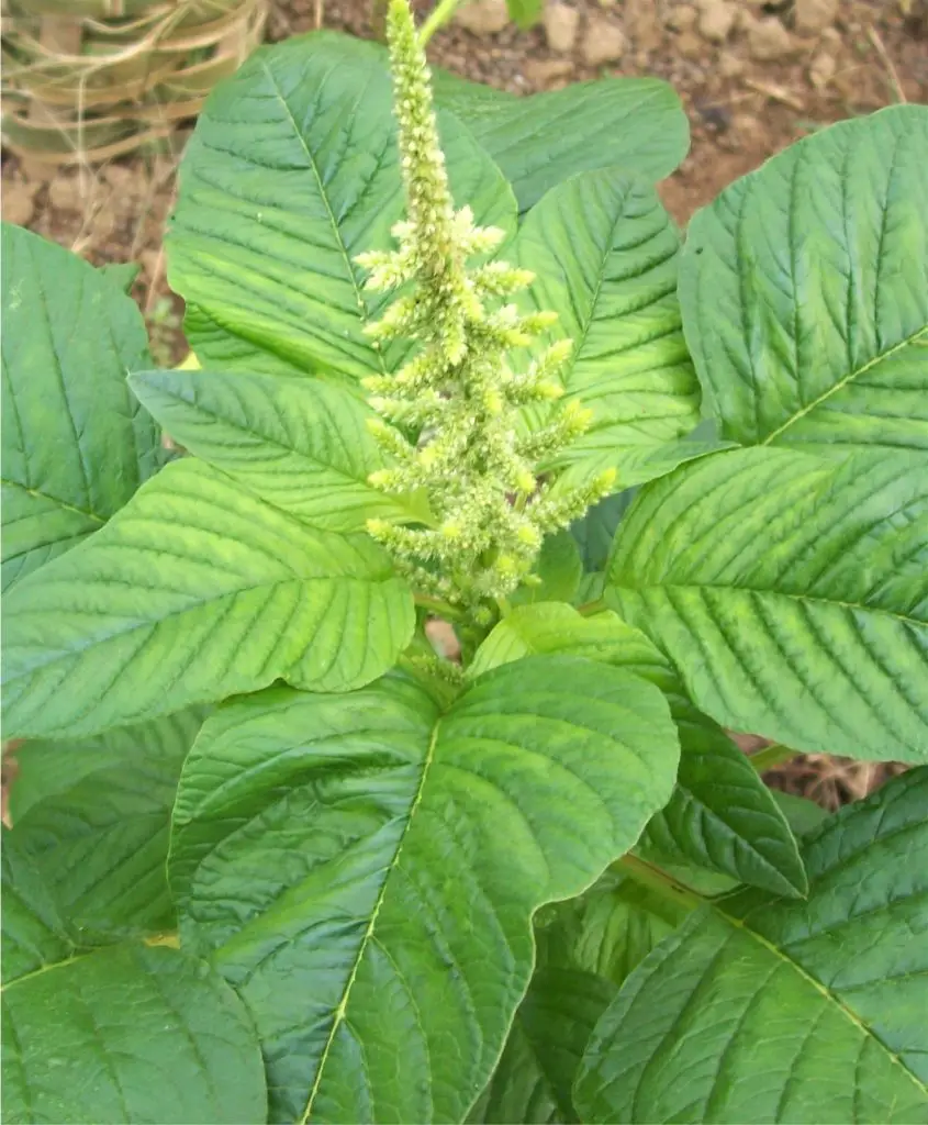 Amaranth plant with broad green leaves, an underutilized leafy vegetable in the Philippines