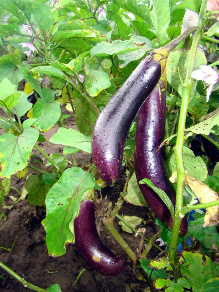 Bt eggplant or Bt talong growing in a farm, developed to resist eggplant fruit and shoot borer pests