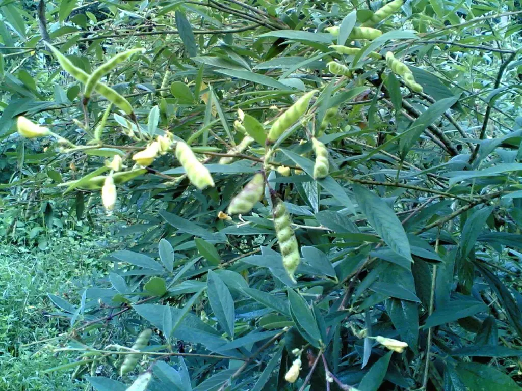 Pigeon pea plant growing in a garden, an underutilized vegetable in the Philippines rich in protein