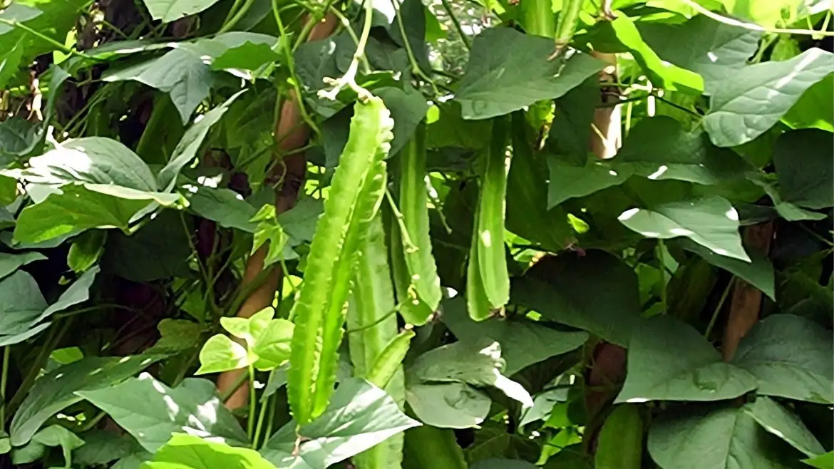 Winged bean pods growing on a vine, an underutilized vegetable crop in the Philippines
