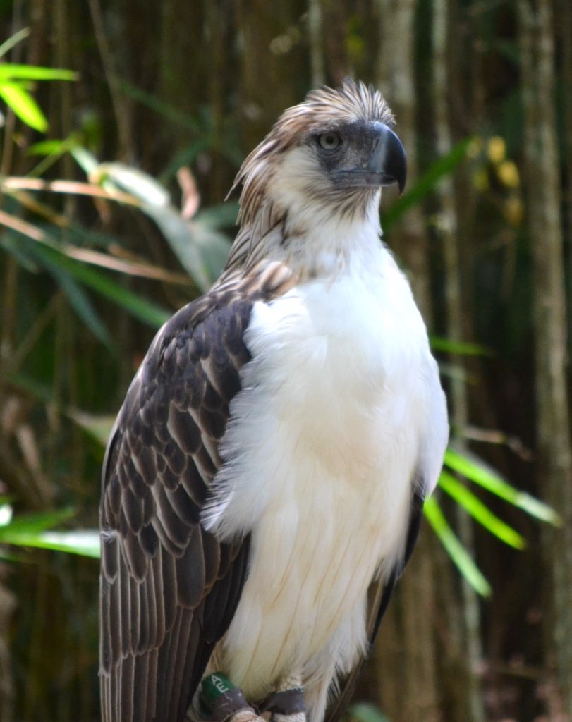 Close-up of critically endangered Philippine eagle