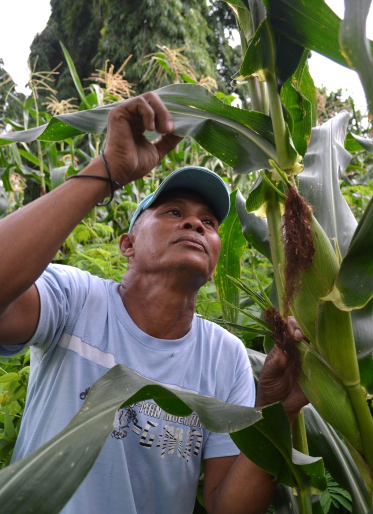 A Filipino farmer inspects corn crops amid changing weather conditions linked to climate change in the Philippines.