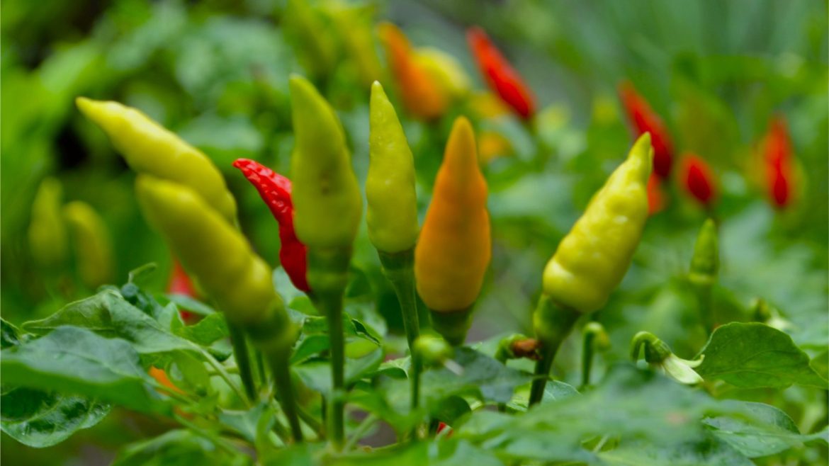Hot pepper growing on a plant, showing natural capsaicin-rich chili peppers