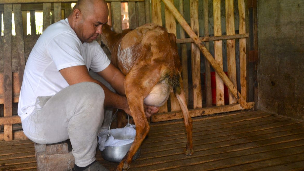 A farmer milking a goat as part of small-scale goat raising for dairy production in the Philippines