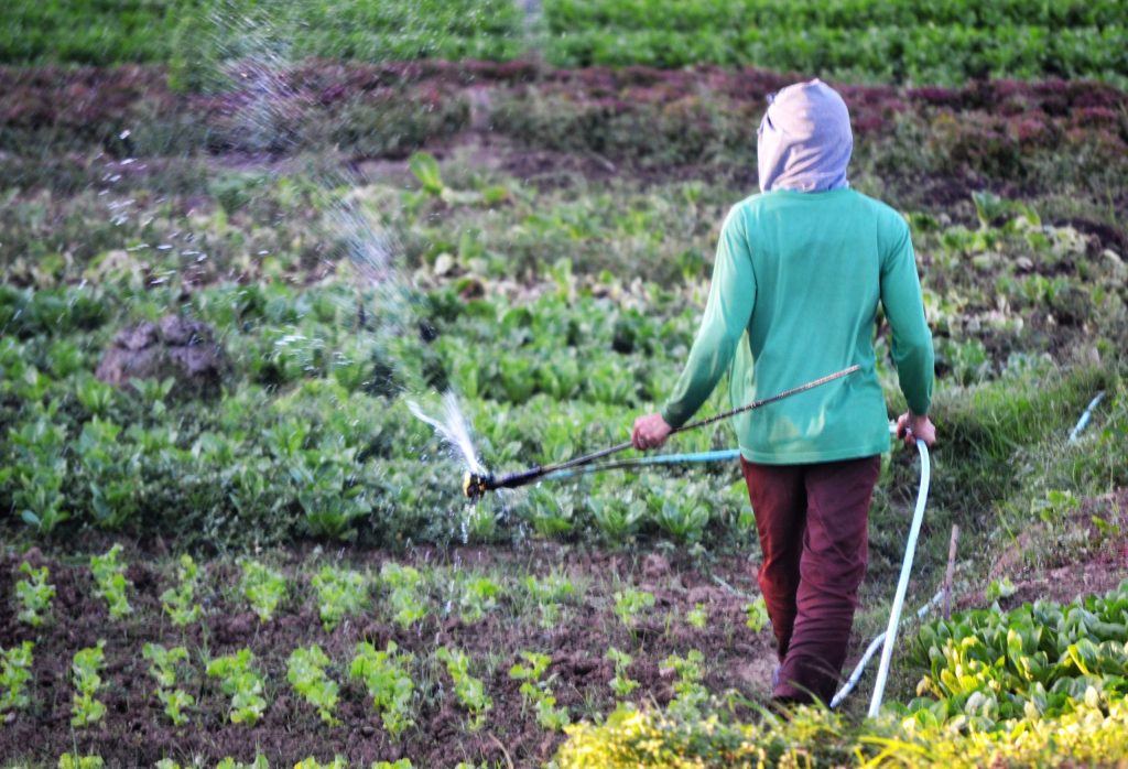 Water crisis food production issues as farmers irrigate crops amid water shortages
