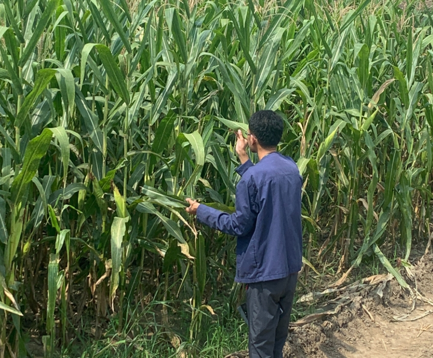 A farmer inspects corn crops as part of a drones for pest control project in Central Luzon