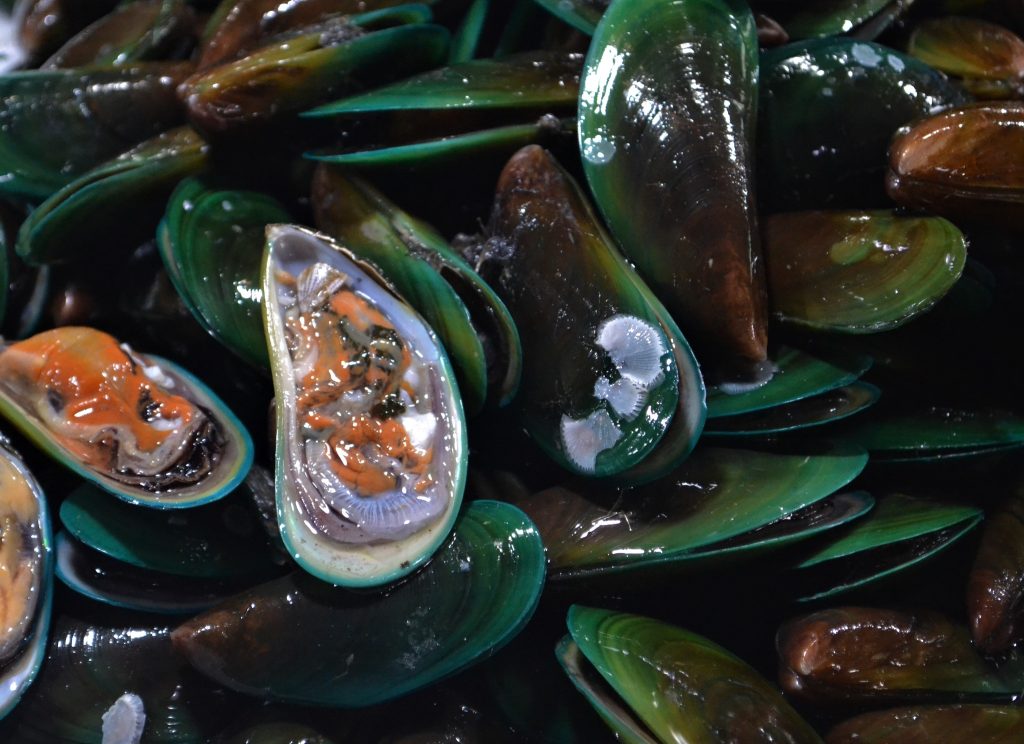 Close-up of green mussels used in DOST-funded research on mussel patis production