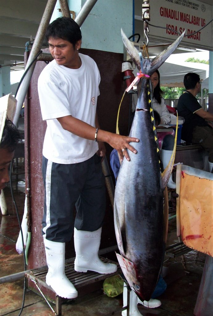 Fisherman displaying a large fish as declining catch highlights the growing fish shortage in the Philippines
