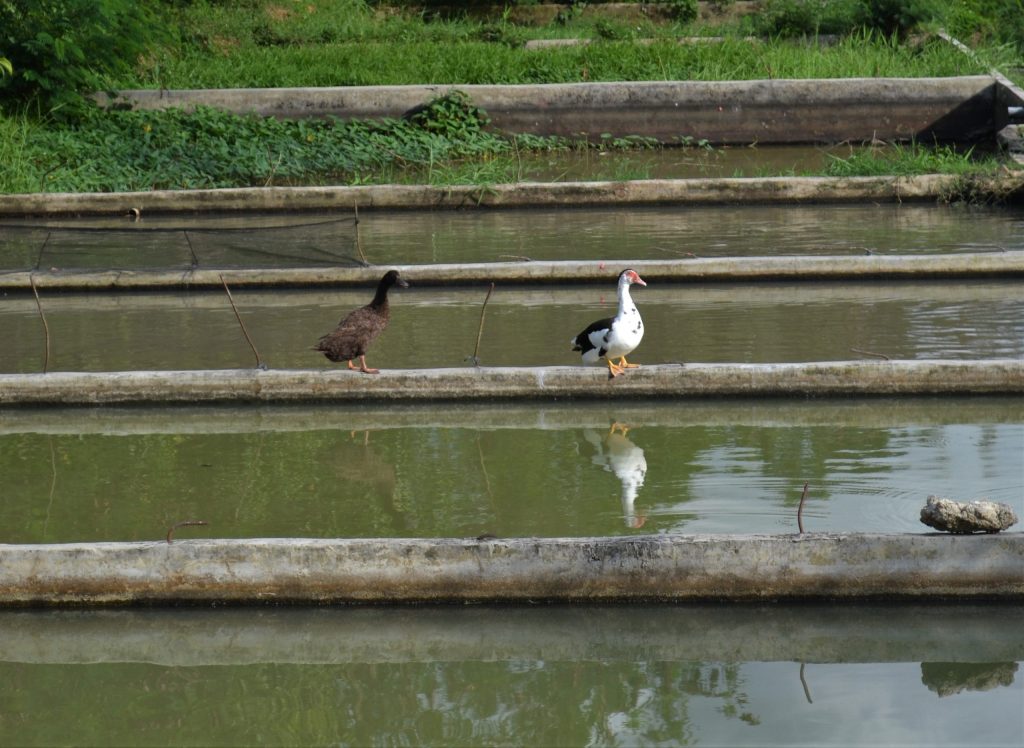 Water crisis food production challenges affecting aquaculture and fish farming