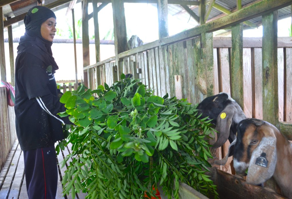 A farmer feeding goats with fresh forage inside a goat raising facility