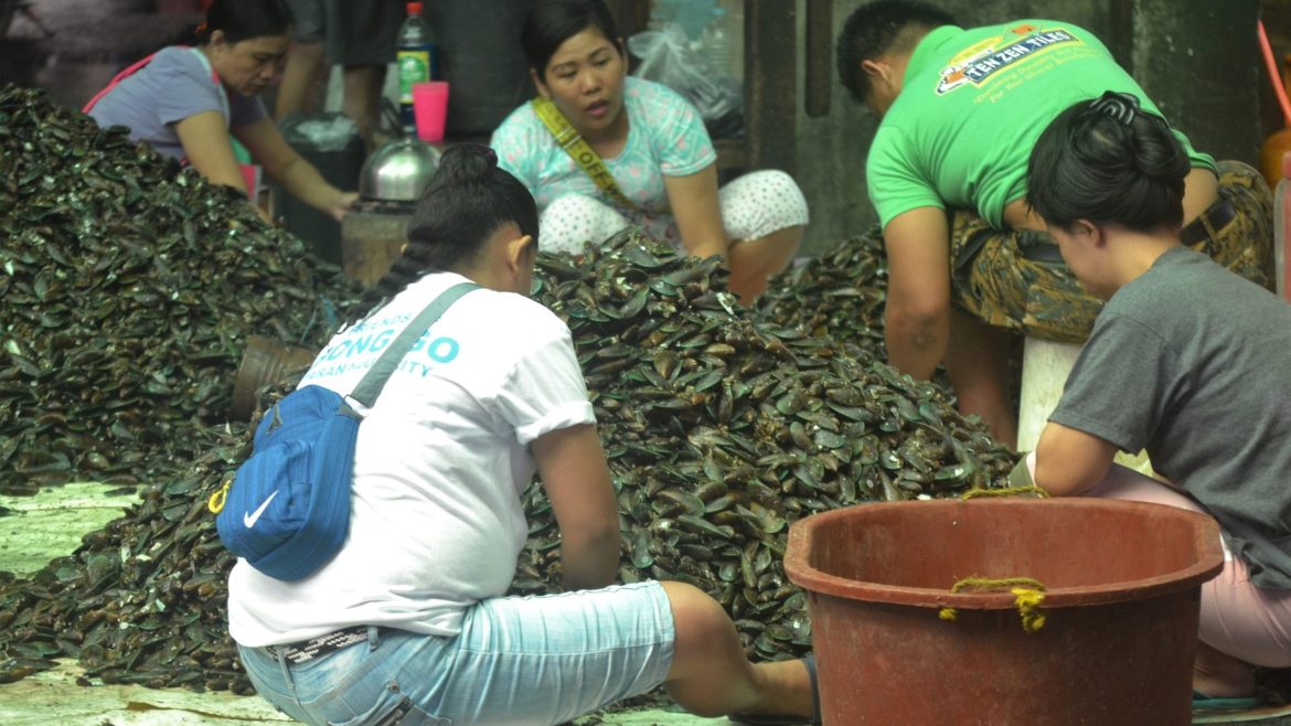 Workers segregate harvested mussels as part of processing for mussel patis production research