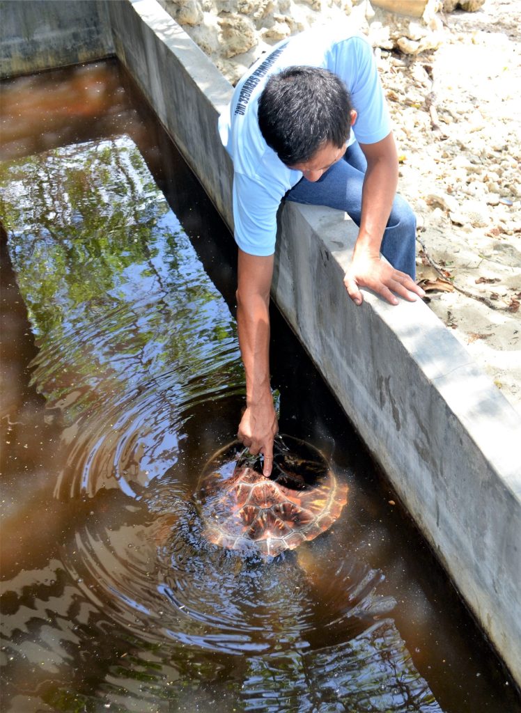 Rescued pawikan recuperating at Punta Dumalag Marine Sanctuary in Davao City