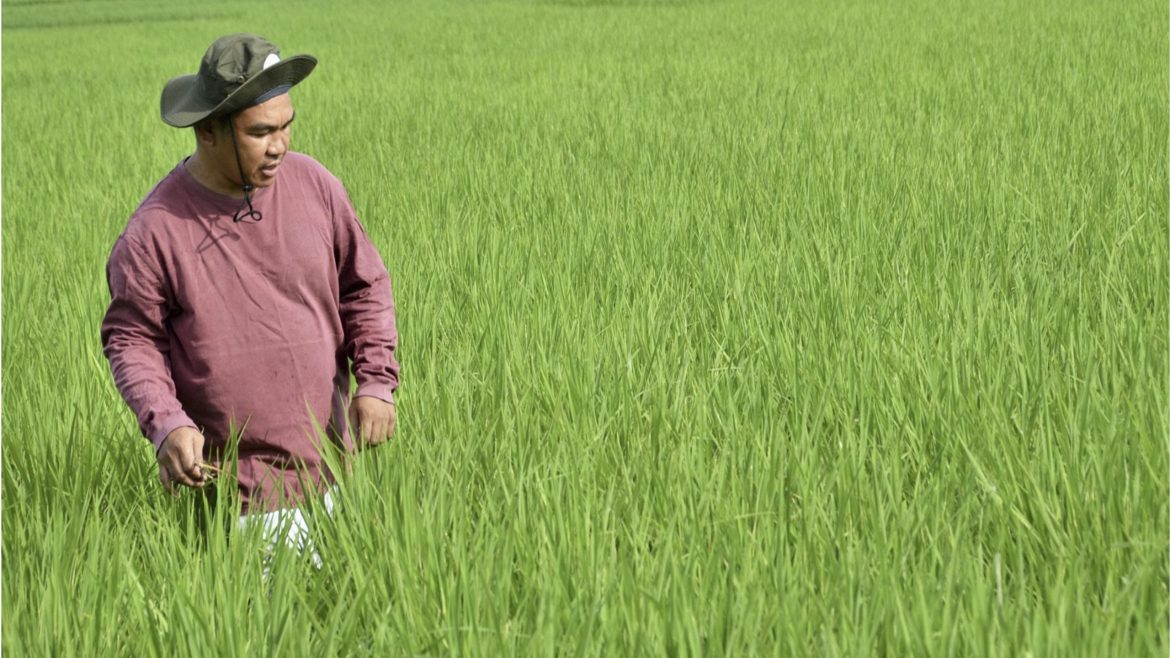 Water crisis food production concerns as rice farming depends heavily on water availability