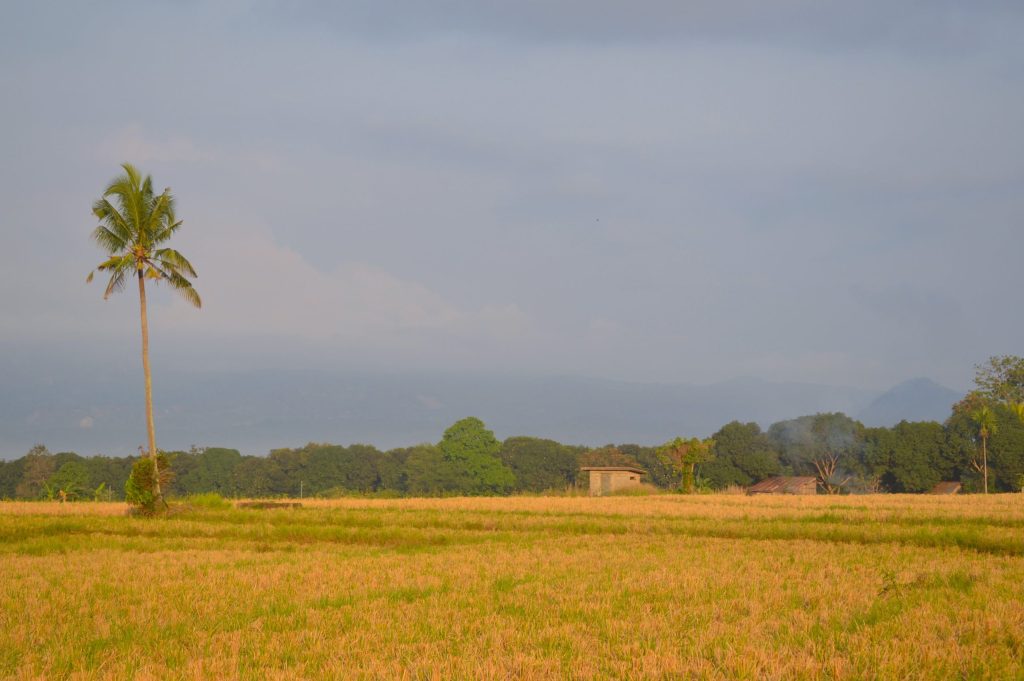 Rice fields affected by changing climate patterns highlighting the climate change crisis impact on agriculture