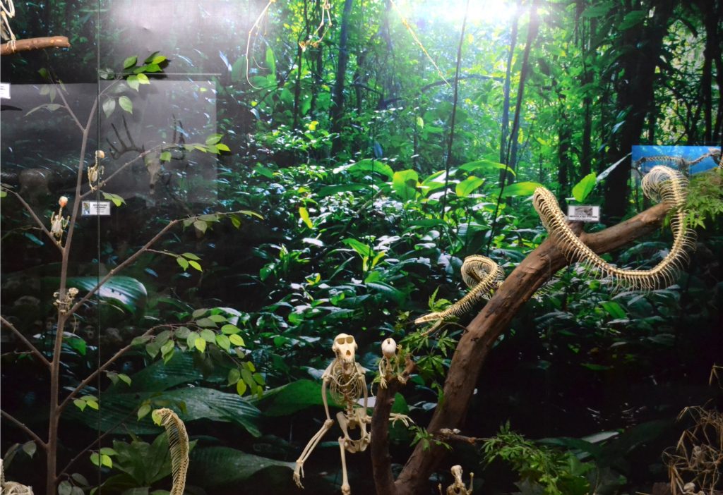Tropical forest exhibit inside the D’Bone Collector Museum highlighting biodiversity and conservation