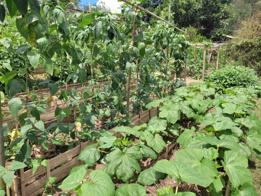 FAITH garden showcasing diversified crops used in turning barren lands into productive farms in Mindanao