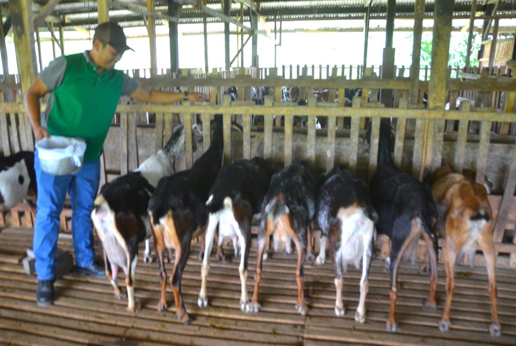 Anglo-Nubian goats inside a barn, a popular breed used in goat raising for milk production