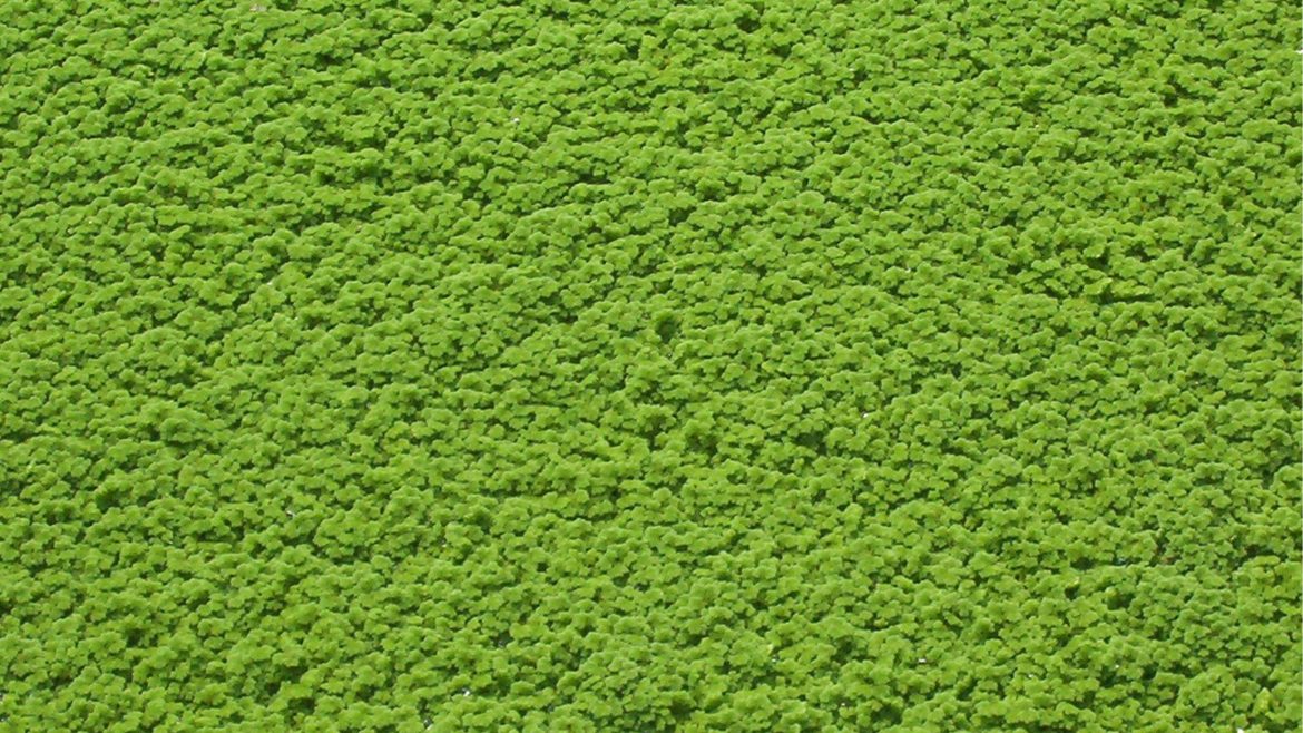 Dense azolla fertilizer covering a water surface, commonly cultivated for organic farming and sustainable agriculture.