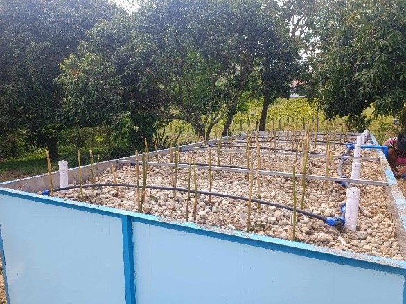 Balhate cell installation at the DOST Davao wastewater treatment facility using helophyte plants for nature-based wastewater treatment