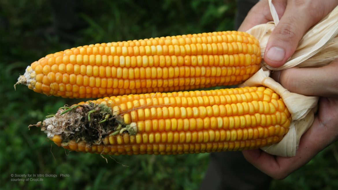 Comparison of Bt corn and traditional corn showing pest resistance using Bacillus thuringiensis biotechnology