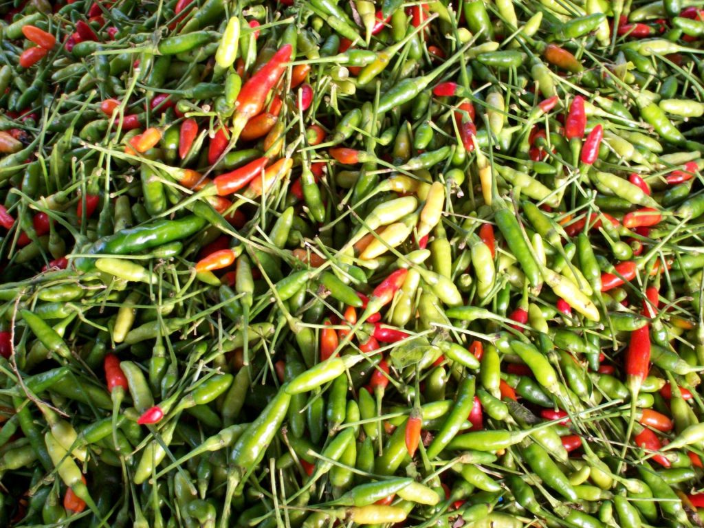Freshly harvested chili peppers known for their capsaicin content and spicy flavor