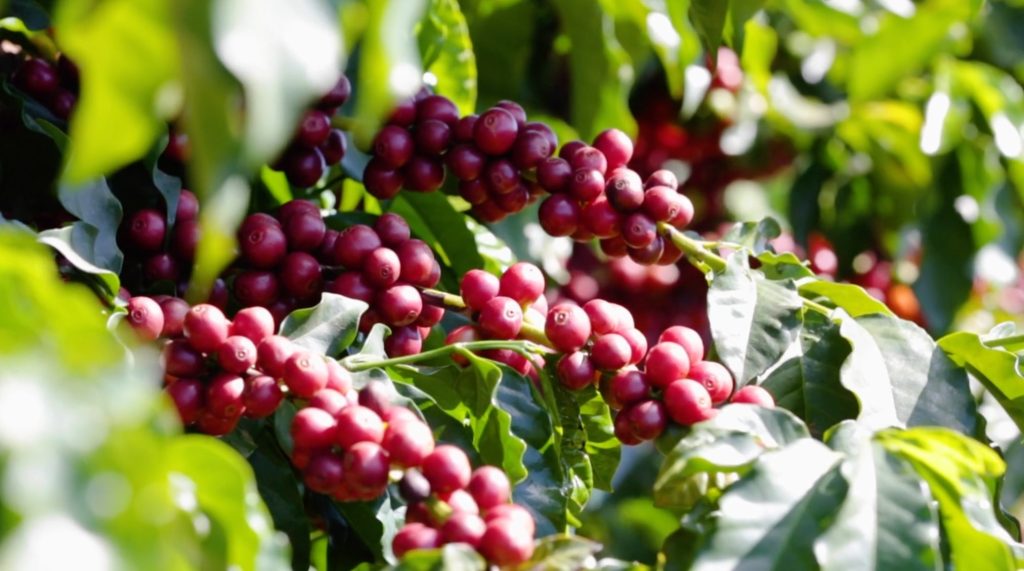Ripe coffee cherries grown for Bukapex as part of a project helping abandoned children in the Philippines