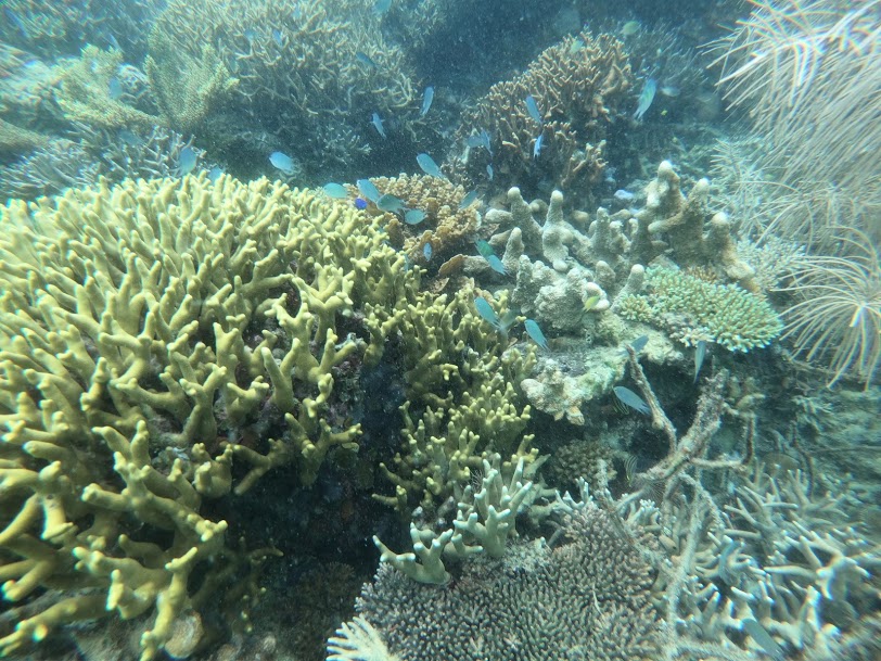 Healthy coral reefs in the Philippines showing diverse coral structures and marine life