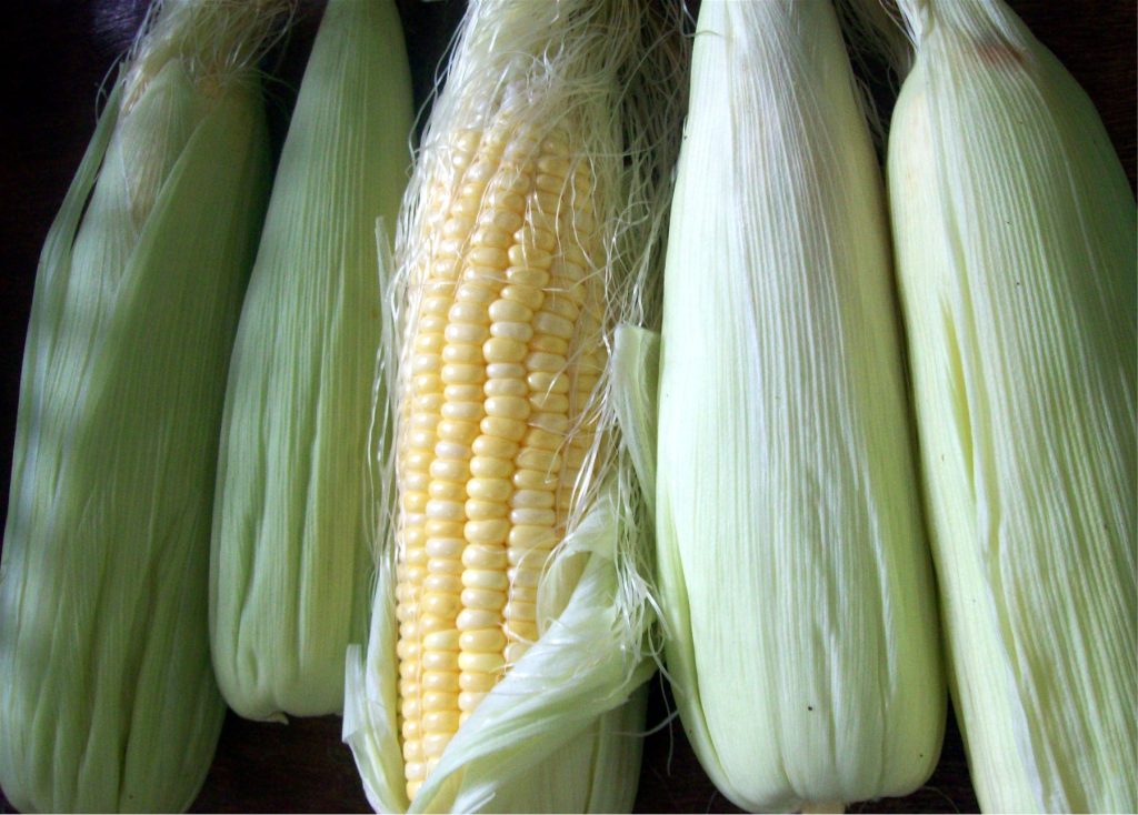 Genetically modified corn developed through biotechnology for improved nutrition and crop resistance