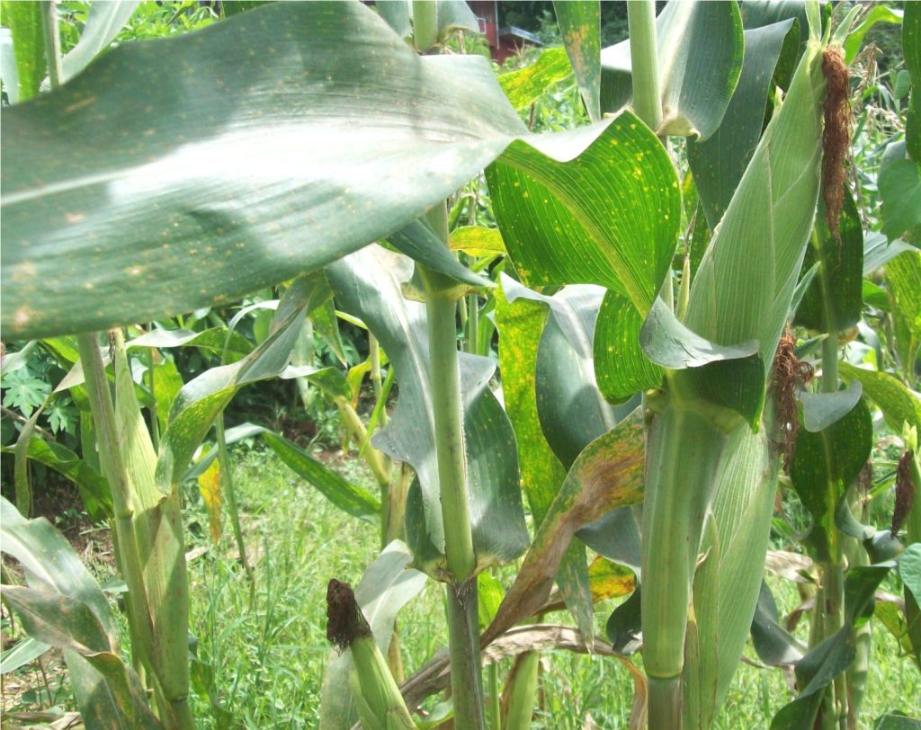Corn plants grown using a university-developed fertilizer to improve farm productivity