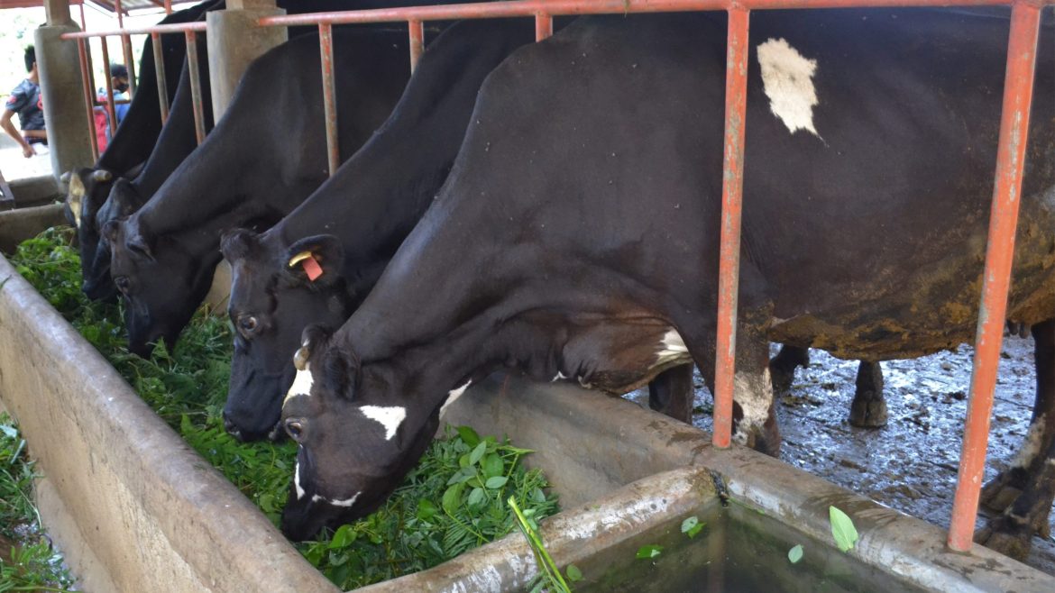 Dairy cows feeding on malunggay-based forage to enhance milk production naturally