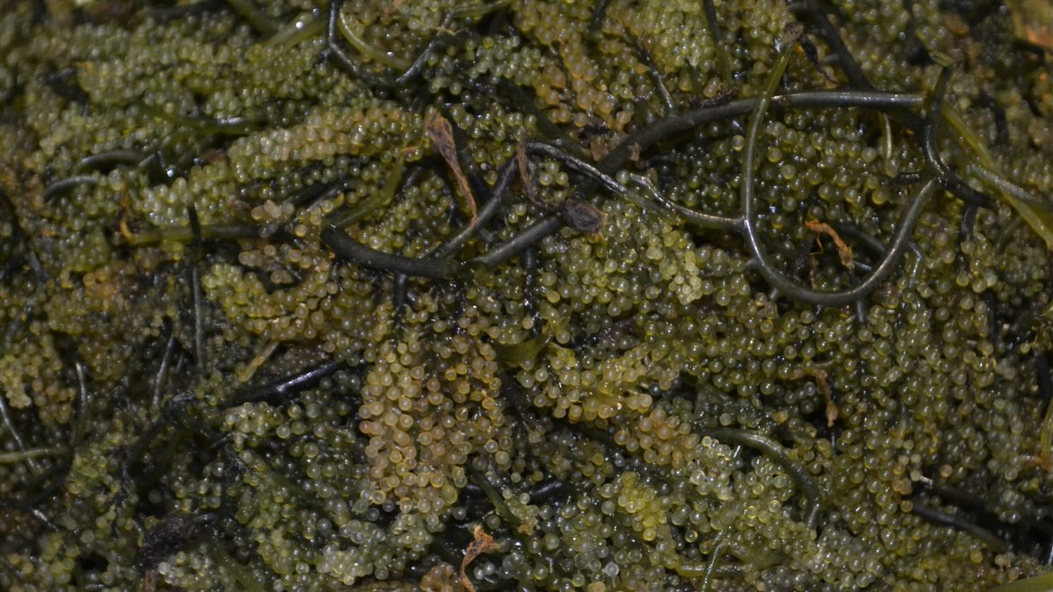 Grape seaweeds or lato, a type of edible marine algae widely consumed in the Philippines