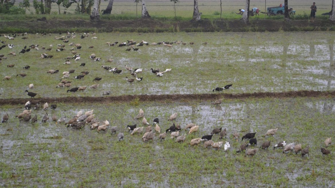 Ducks plowing a rice field as part of sustainable agriculture practices that help mitigate climate change